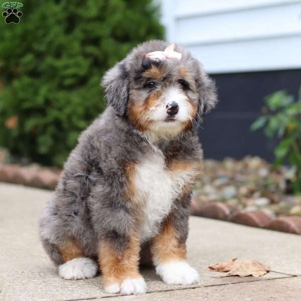 Tasha, Mini Bernedoodle Puppy